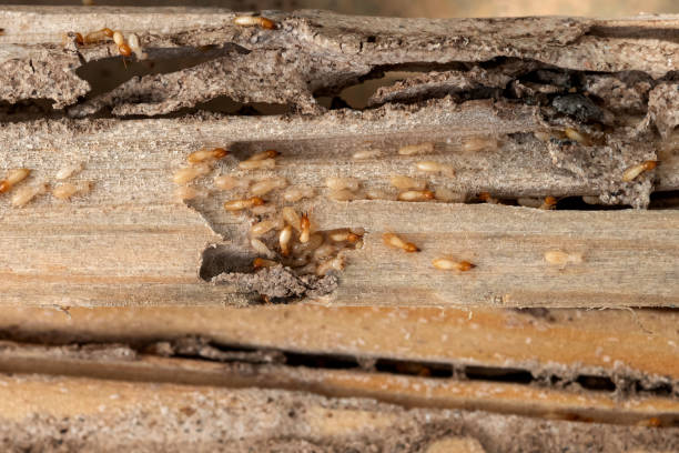 Best Flea Control Services  in Sandwich, IL
